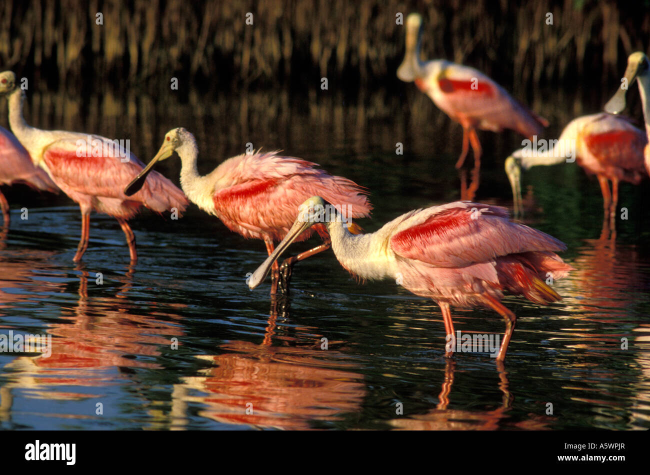 ROSEATE spatole Ajaia ajaja UN TIPO DI TRAMPOLIERI riposare in acqua palustre vicino all'estremità settentrionale della Florida Keys Foto Stock