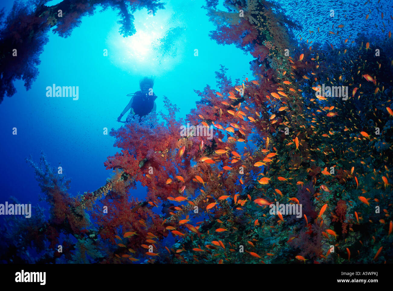 Femmina SUB SILHOUETTE dietro un naufragio nel Mar Rosso la vita marina abbondano sul relitto Foto Stock