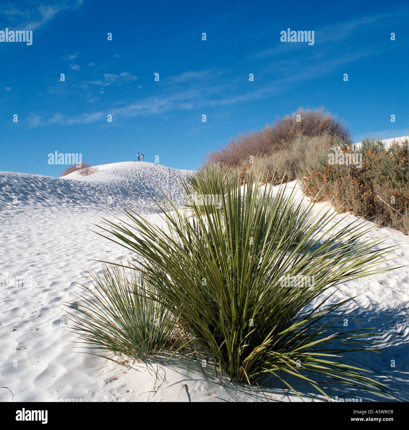 White Sands National Monument, Nuovo Messico, STATI UNITI D'AMERICA Foto Stock