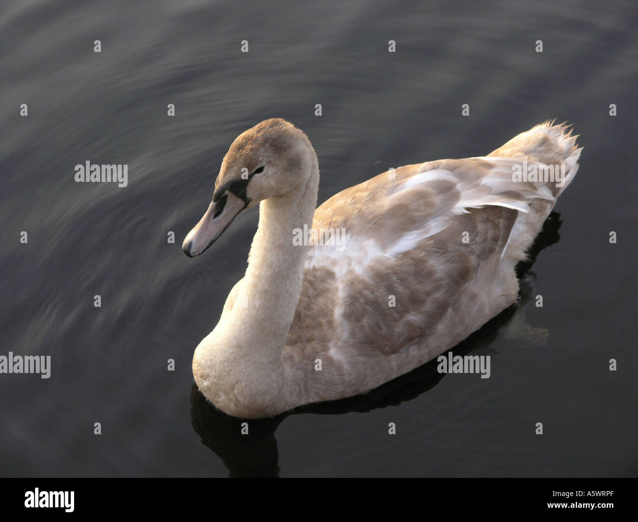 Cigno Cygnet, fiume Erne dalla Broadmeadow, Enniskillen, County Fermanagh Foto Stock