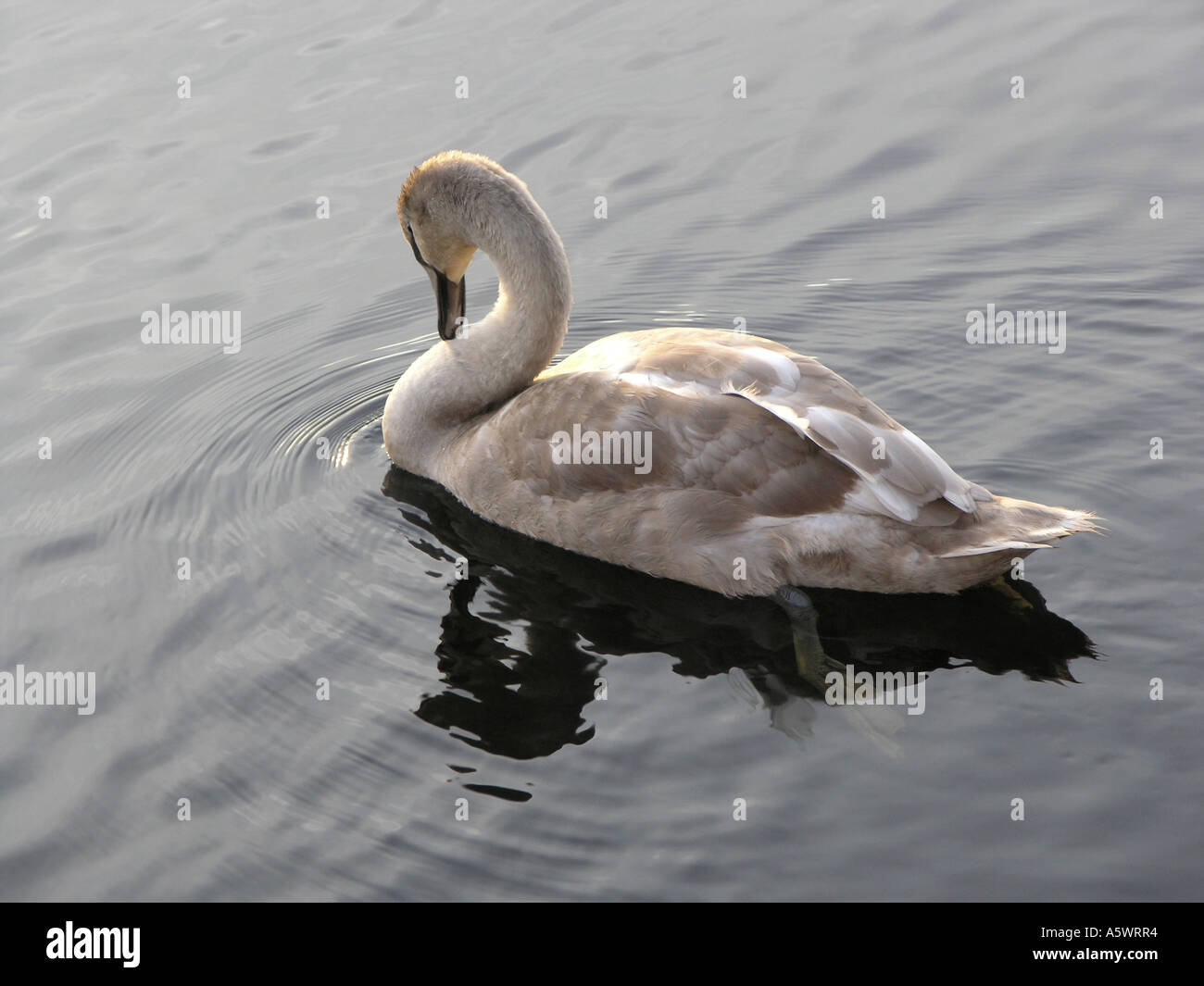 Cigno Cygnet, fiume Erne dalla Broadmeadow, Enniskillen, County Fermanagh Foto Stock