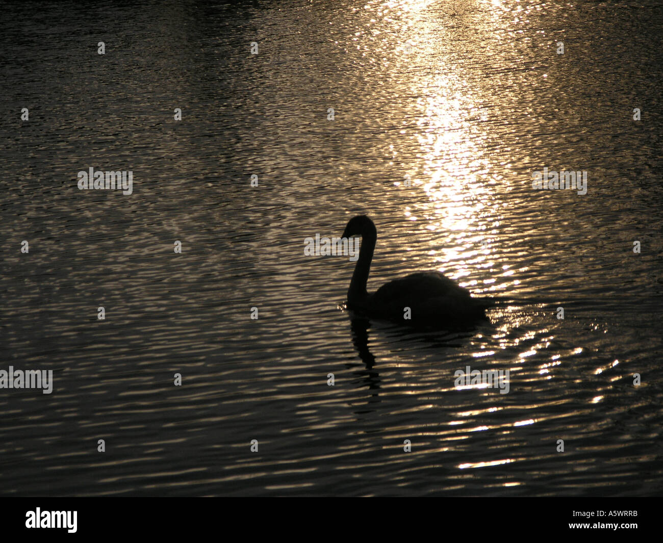 Cigno Cygnet, fiume Erne dalla Broadmeadow, Enniskillen, County Fermanagh Foto Stock