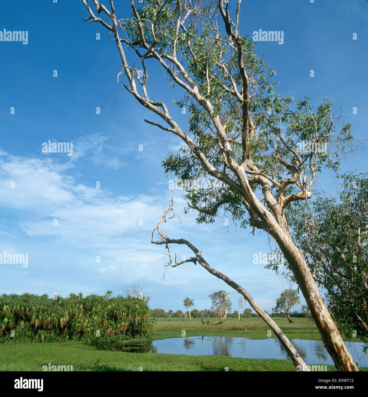 Giallo zone umide di acqua, Parco Nazionale Kakadu, Territorio del Nord, l'Australia Foto Stock