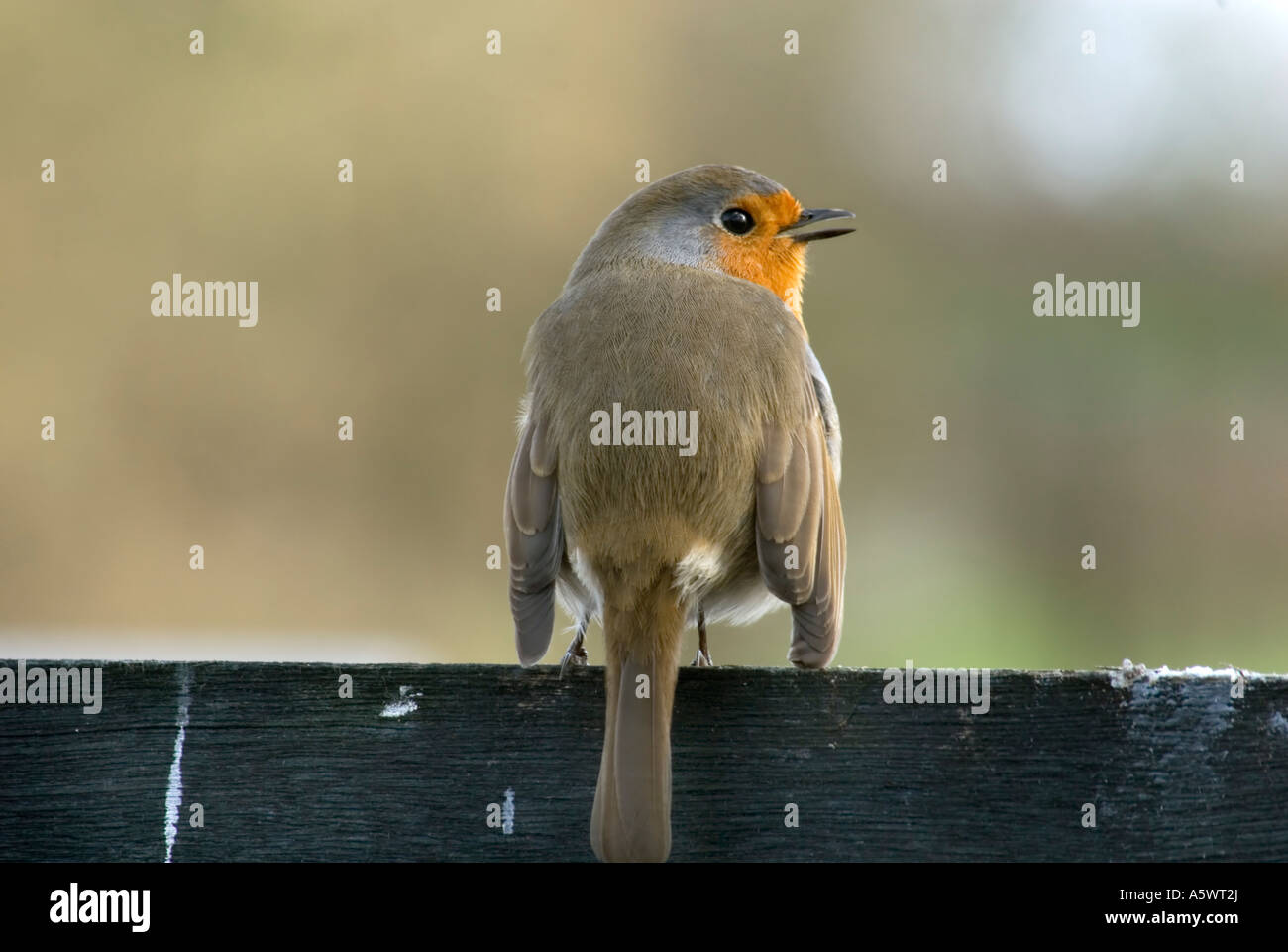Pettirosso Erithacus rubercula Unione REGNO UNITO Foto Stock Pettirosso Erithacus rubercula Unione REGNO UNITO Foto Stock