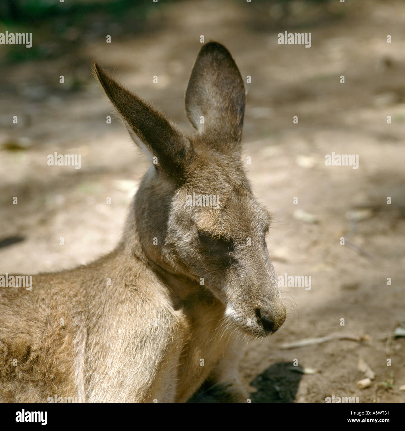 Close up di canguro in Australia Wildlife Park, vicino a Sydney, Nuovo Galles del Sud, Australia Foto Stock