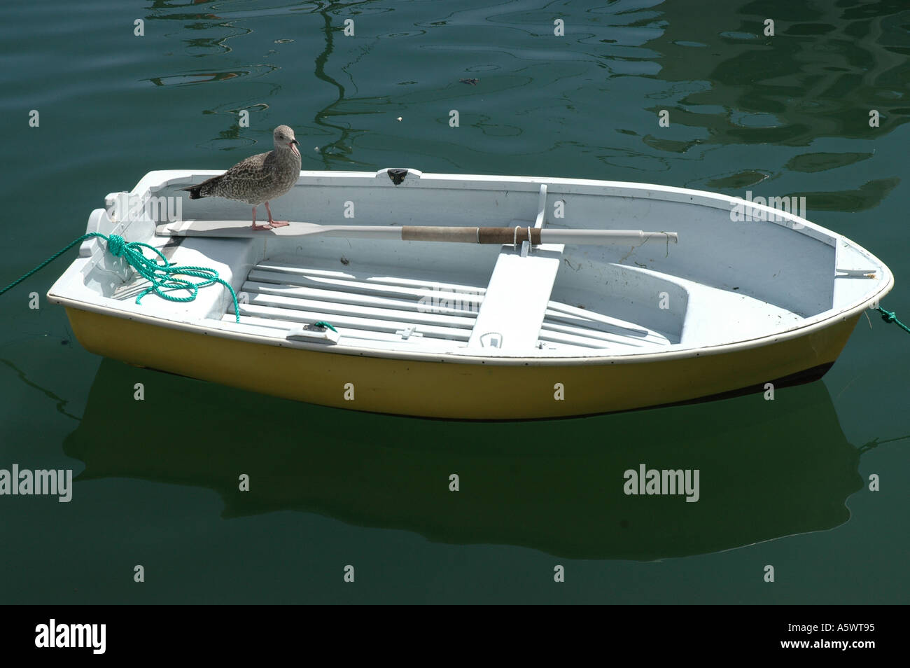 Un gabbiano su una barca a remi Foto Stock
