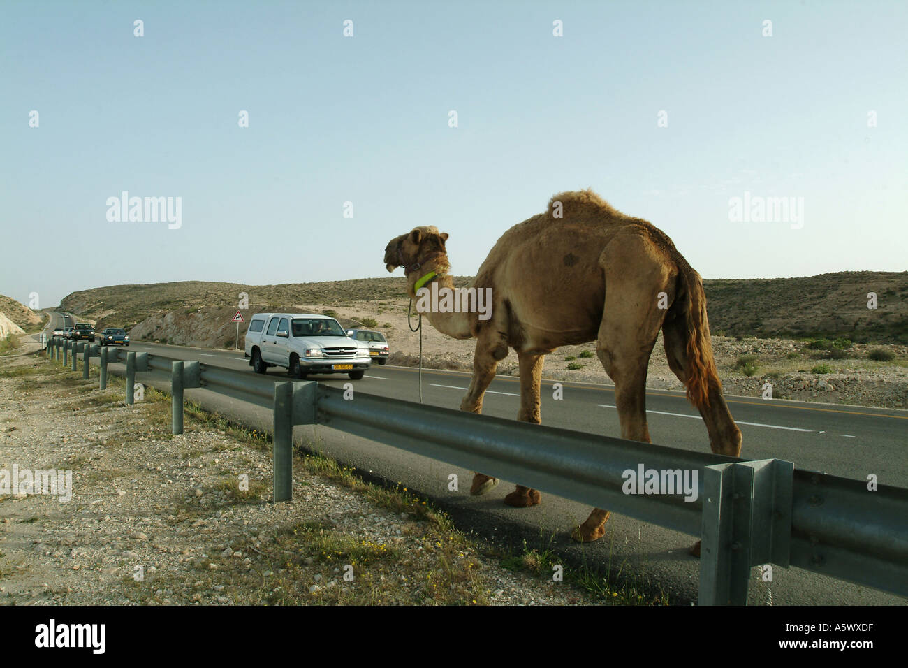 Deserto di Negev autostrada cammello Foto Stock