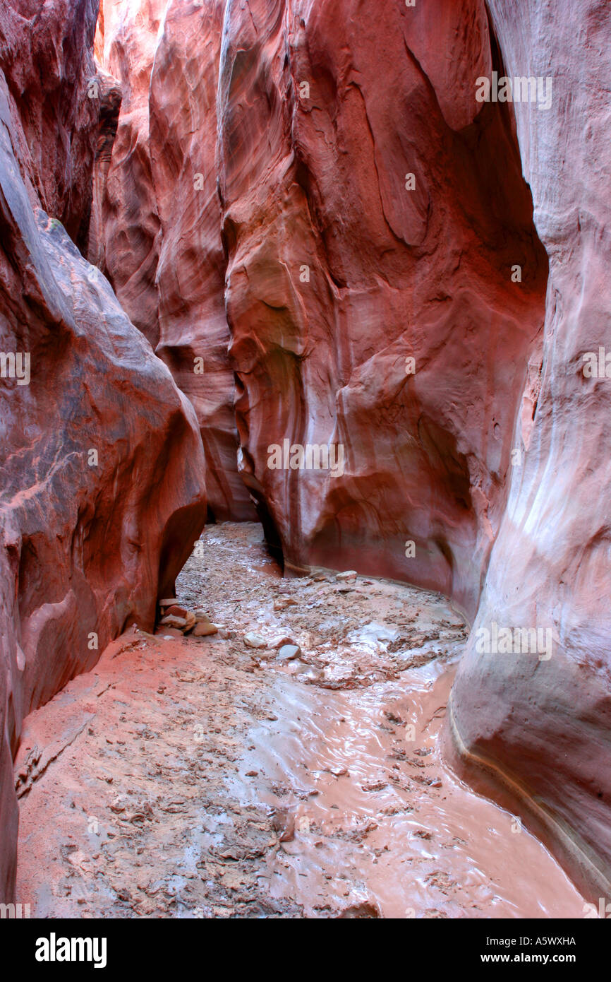 Asciugare cava per forcella canyon di coyote gulch, grand staicase escalante National Monument, Utah Foto Stock