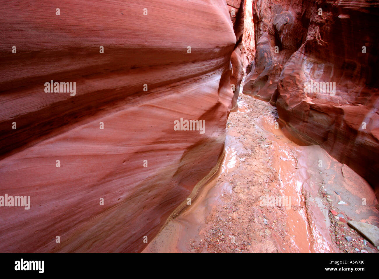 Asciugare cava per forcella canyon di coyote gulch, grand staicase escalante National Monument, Utah Foto Stock