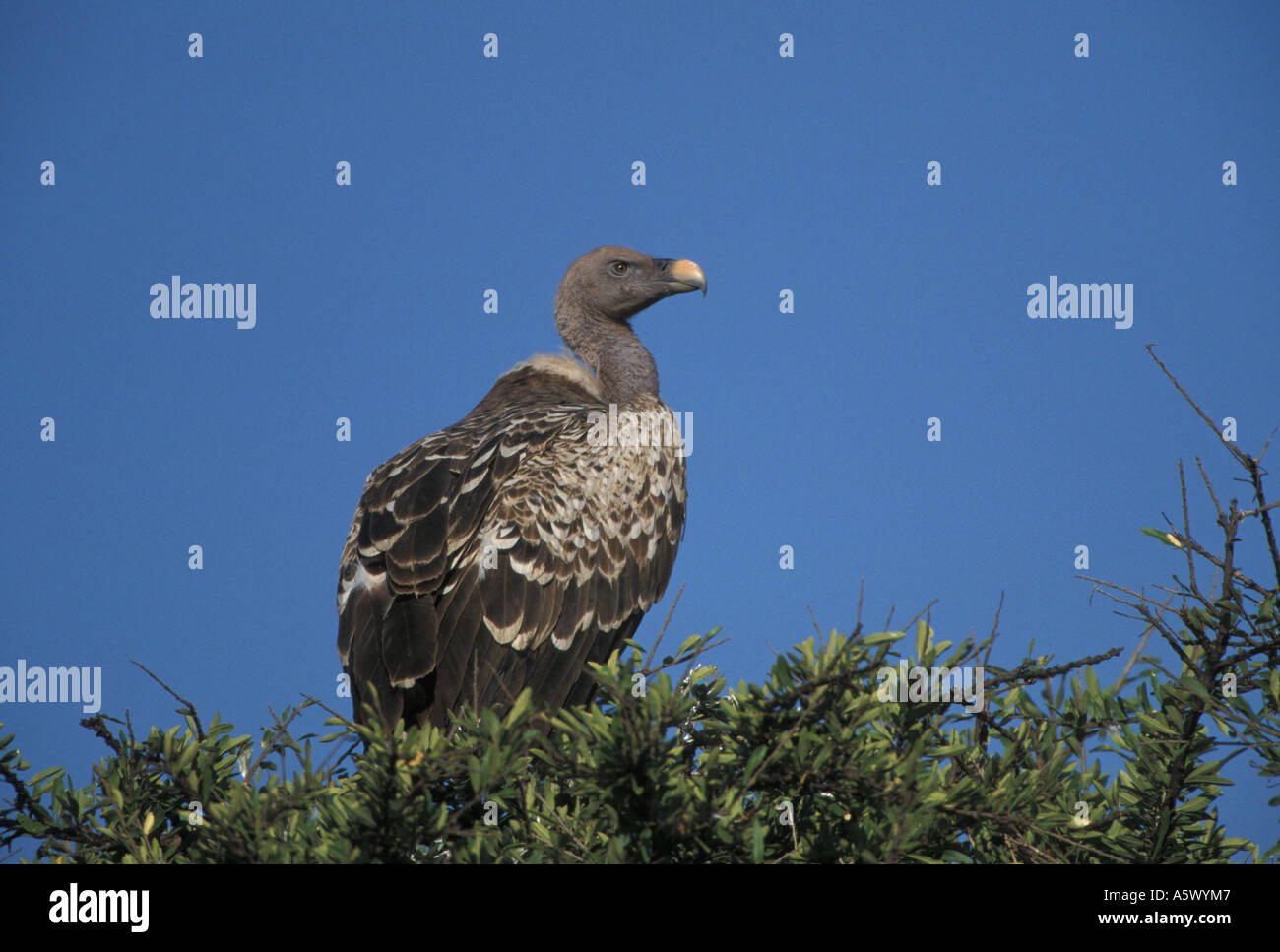 Ruppell il Grifone Gyps rueppellii Kenya Foto Stock