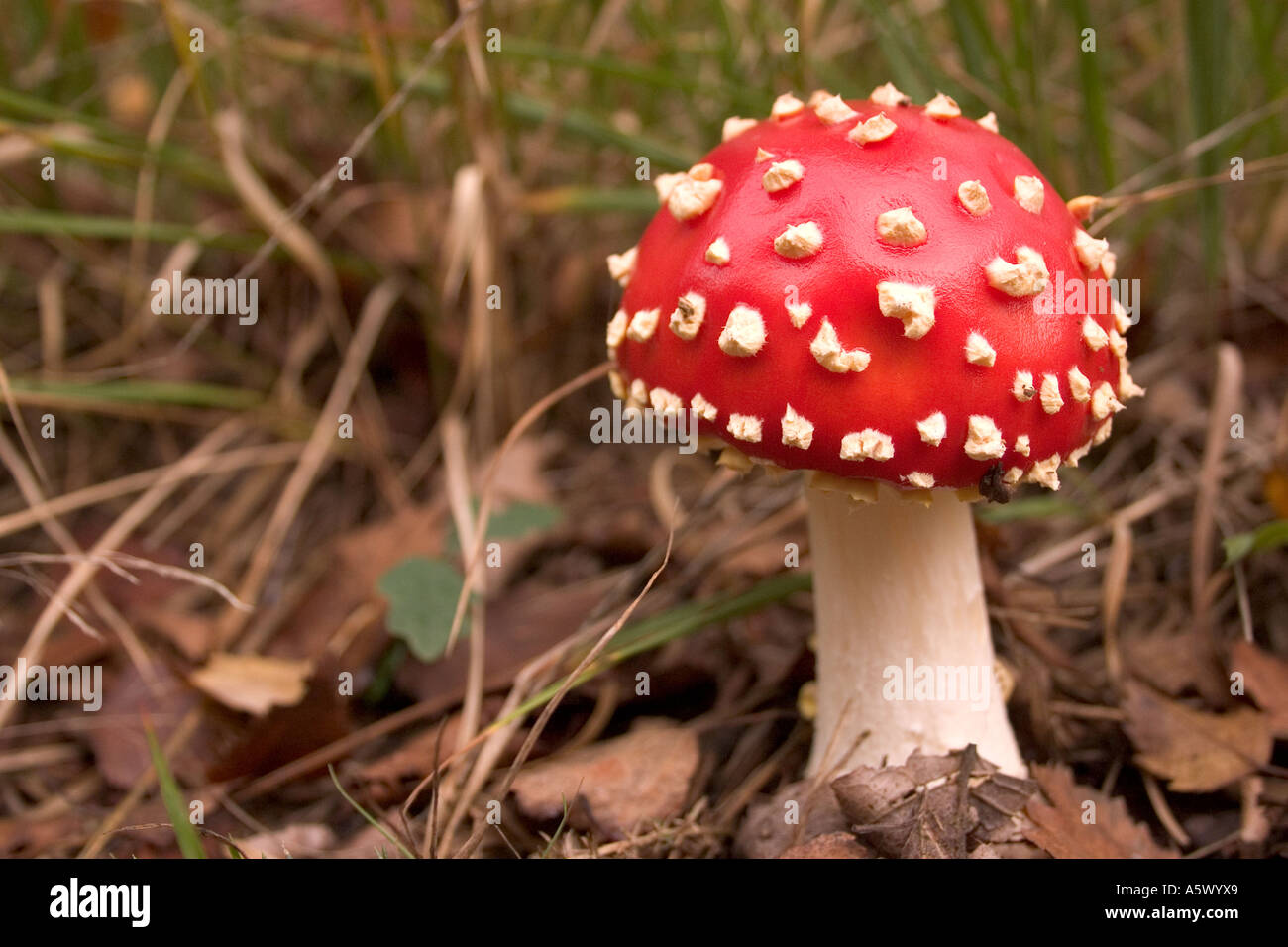 Amanita muscaria Foto Stock