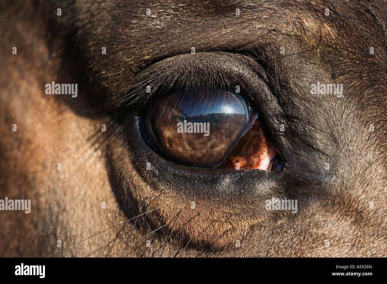 Chiudere un occhio di cavallo Foto Stock