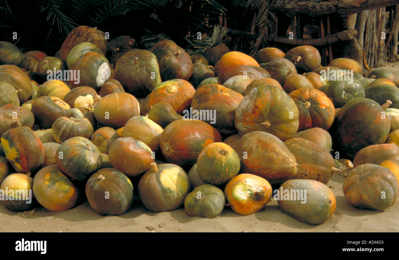 Zucche coltivate nel deserto Peruviano Foto Stock