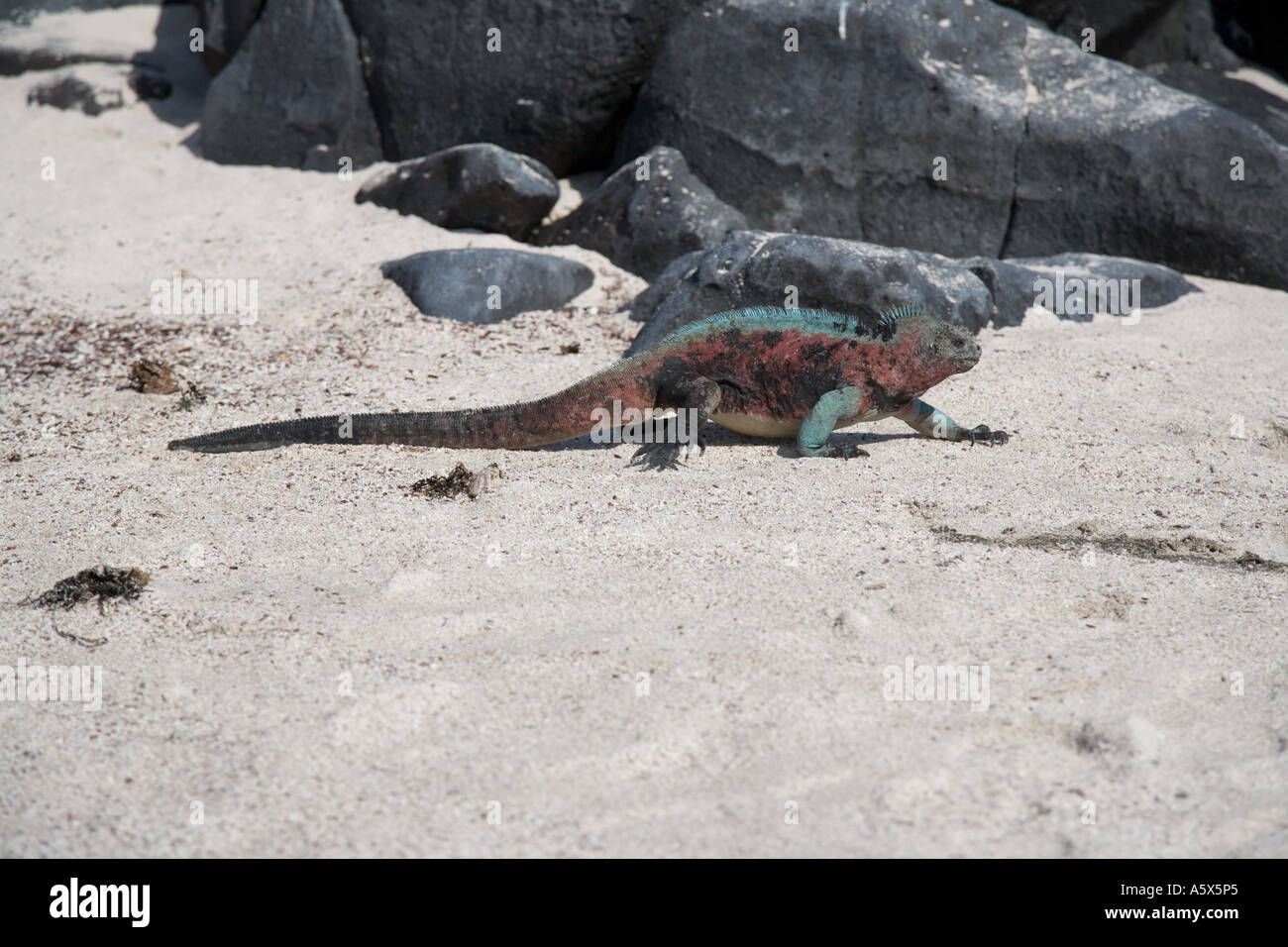 Un maschio di iguana marina camminare su una spiaggia verso il mare Foto Stock