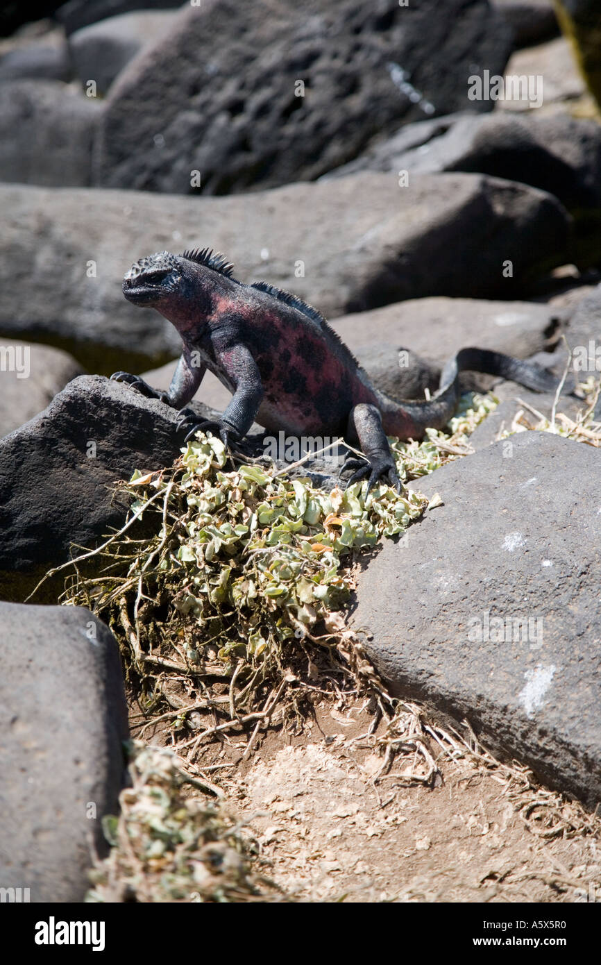 Un maschio di iguana marina si solleva da sé la superficie della roccia per aiutare a regolare la propria temperatura corporea Foto Stock