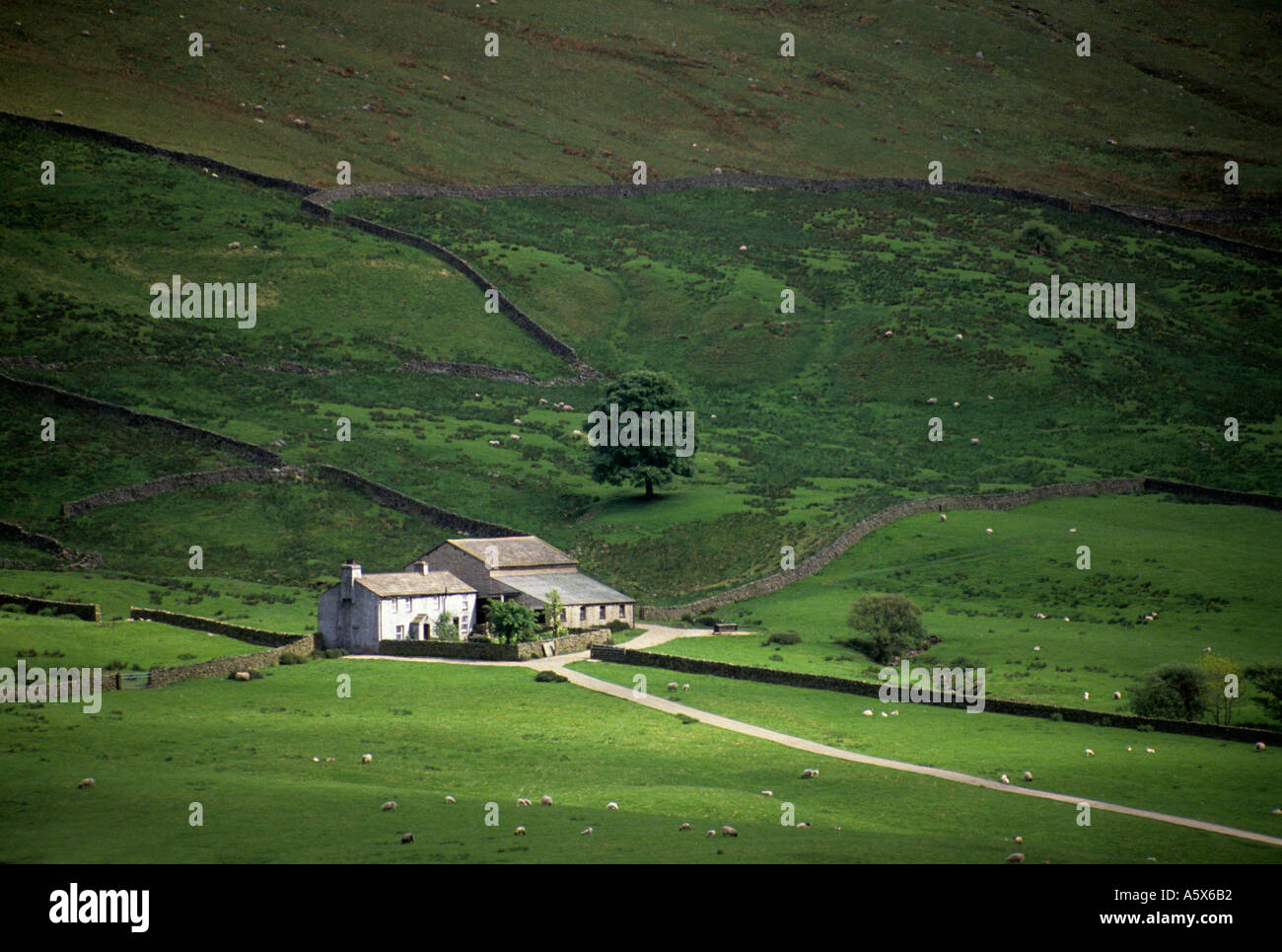 Agriturismo in campi verdi in Deepdale Yorkshire Dales REGNO UNITO Foto Stock