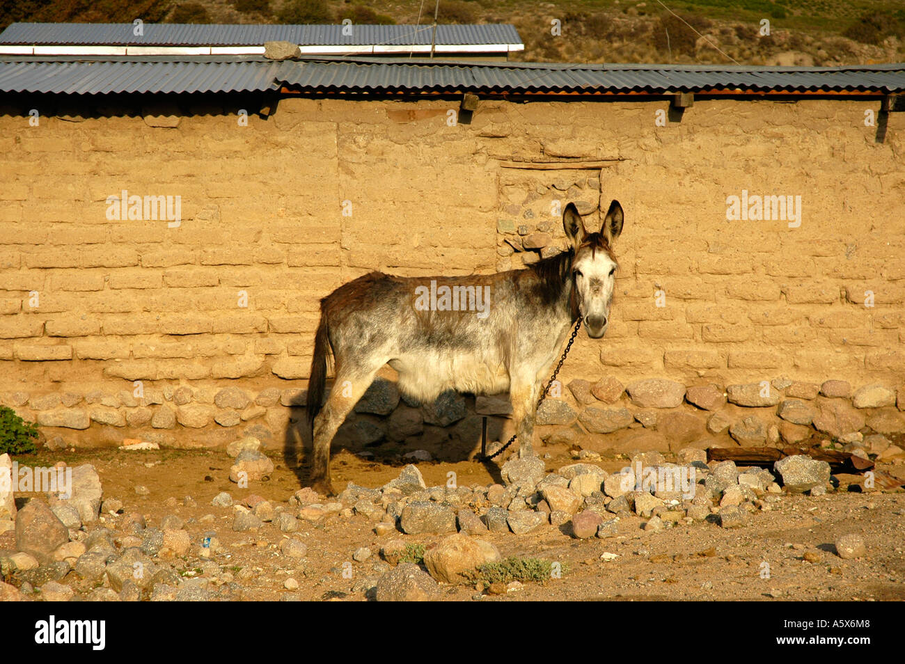 Asino, Putre, Cile, Sud America Foto Stock