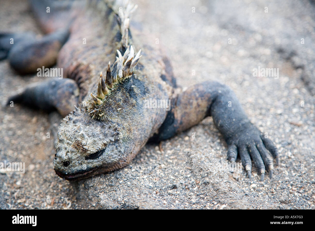 Un marine iguana assorbendo calore dal suolo Foto Stock