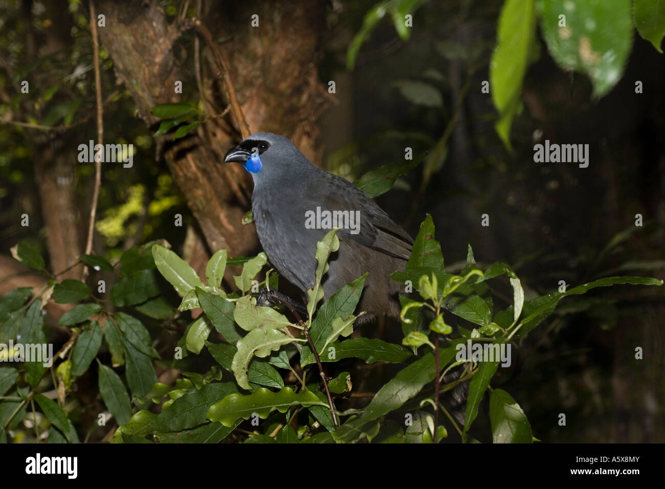 Flightless North Island kokako Callaeas cinerea wilsoni Mount Bruce Conservation Centre North Island in Nuova Zelanda Foto Stock