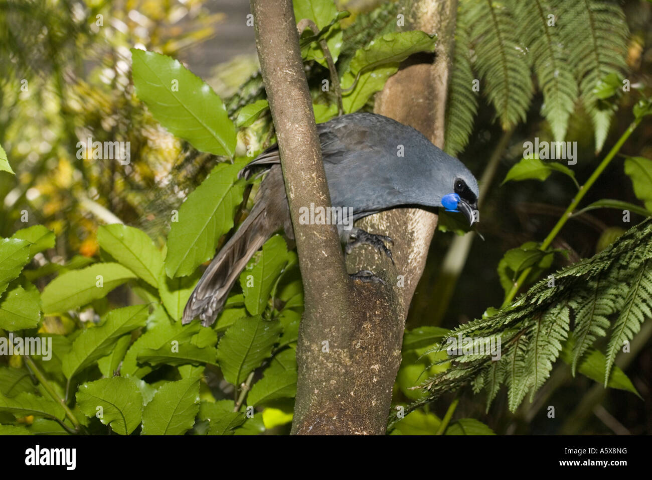 Flightless North Island kokako Callaeas cinerea wilsoni Mount Bruce Conservation Centre North Island in Nuova Zelanda Foto Stock