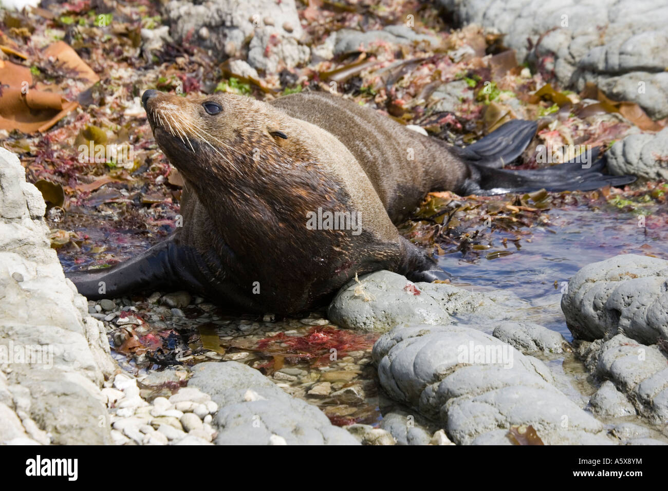 Sud della pelliccia sigillo o kokono Arctocephalus fosteri appoggiata in rock pool a bassa marea Isola del Sud della Nuova Zelanda Foto Stock