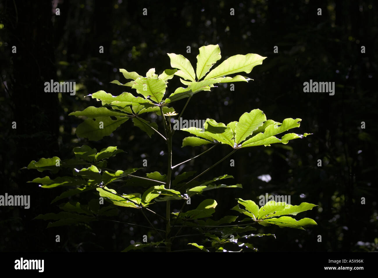 Foglie di piante di retroilluminati da luce solare Kapiti Island in Nuova Zelanda Foto Stock