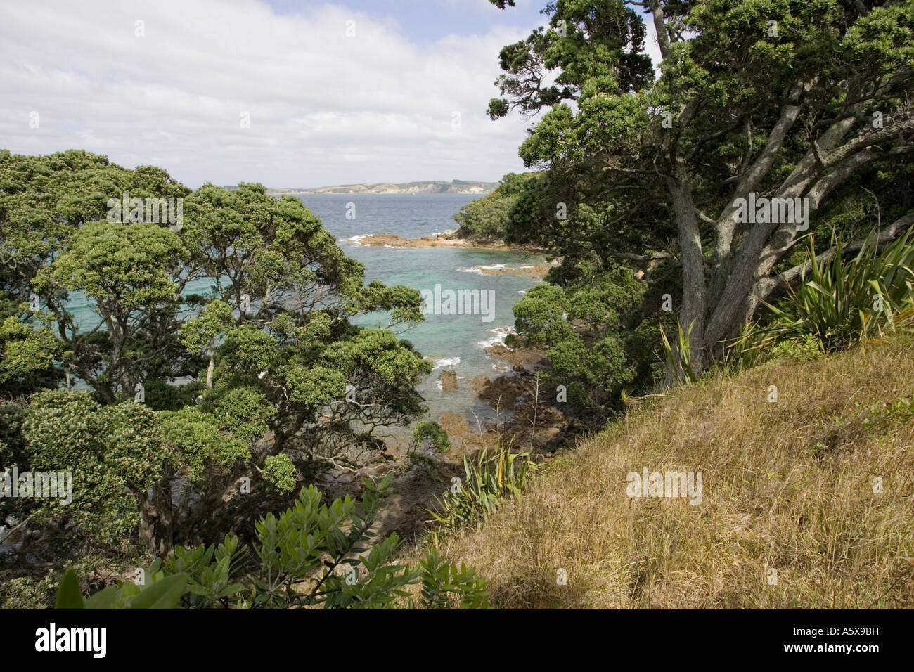 Tiritiri Matangi Island Bird Sanctuary Isola del nord della Nuova Zelanda Foto Stock