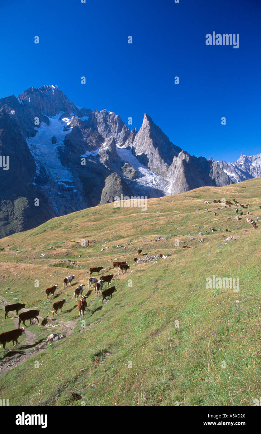 Allevamento di mucche in pascolo alpino al di sotto della faccia sud del Mont Blanc TMB Alpi Italiane Italia Foto Stock