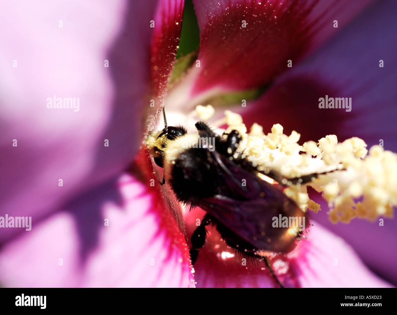 Ape sul fiore Foto Stock