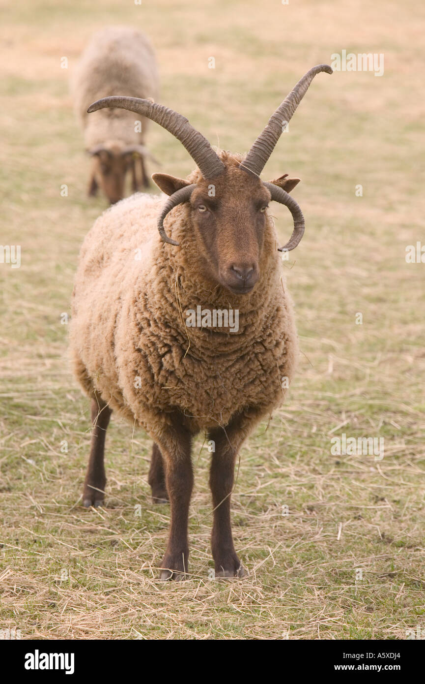 Manx Loaghtan pecore, un'antica razza di pecore, sul faro a Loughborough, Leicestershire, Regno Unito Foto Stock