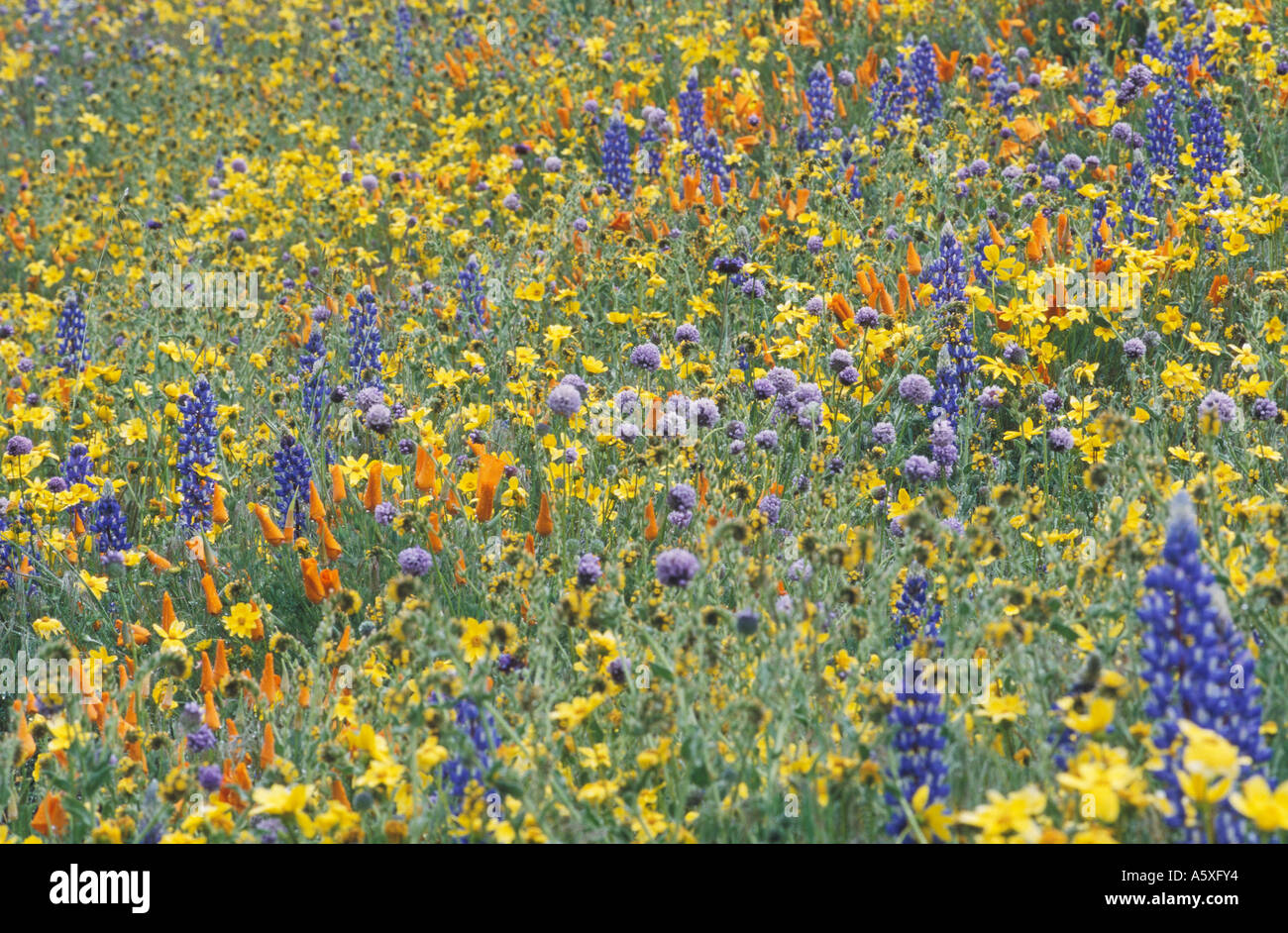 Fiori di campo in primavera su una collina Gorman California USA I fiori sono Papavero californiano Eschscholzia californica Bentham Foto Stock