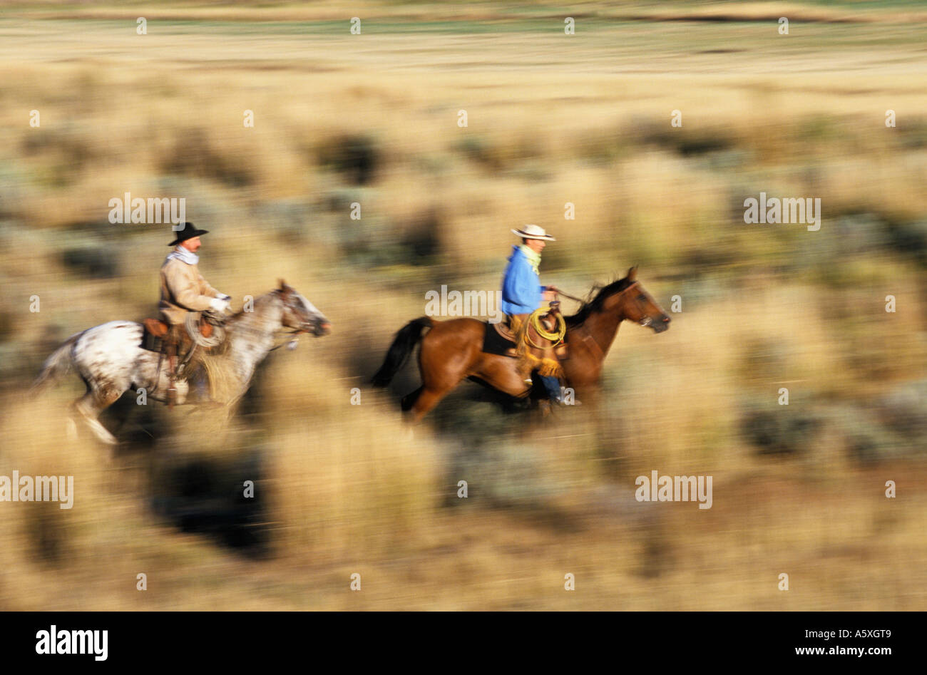 Due cowboy a cavallo Oregon USA movimento sfocato Foto Stock