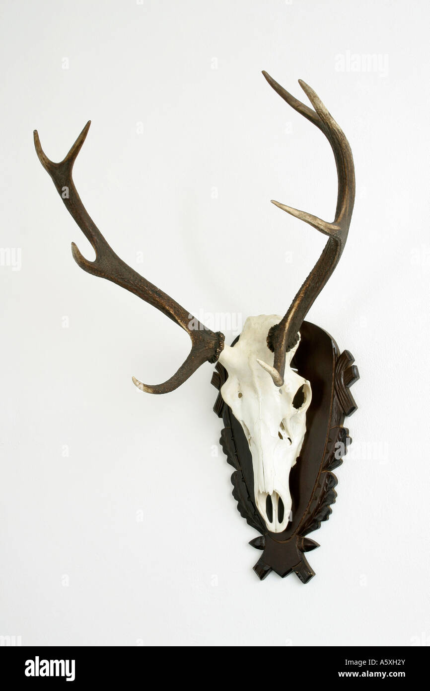 Corna di cervo contro uno sfondo bianco close up Foto Stock