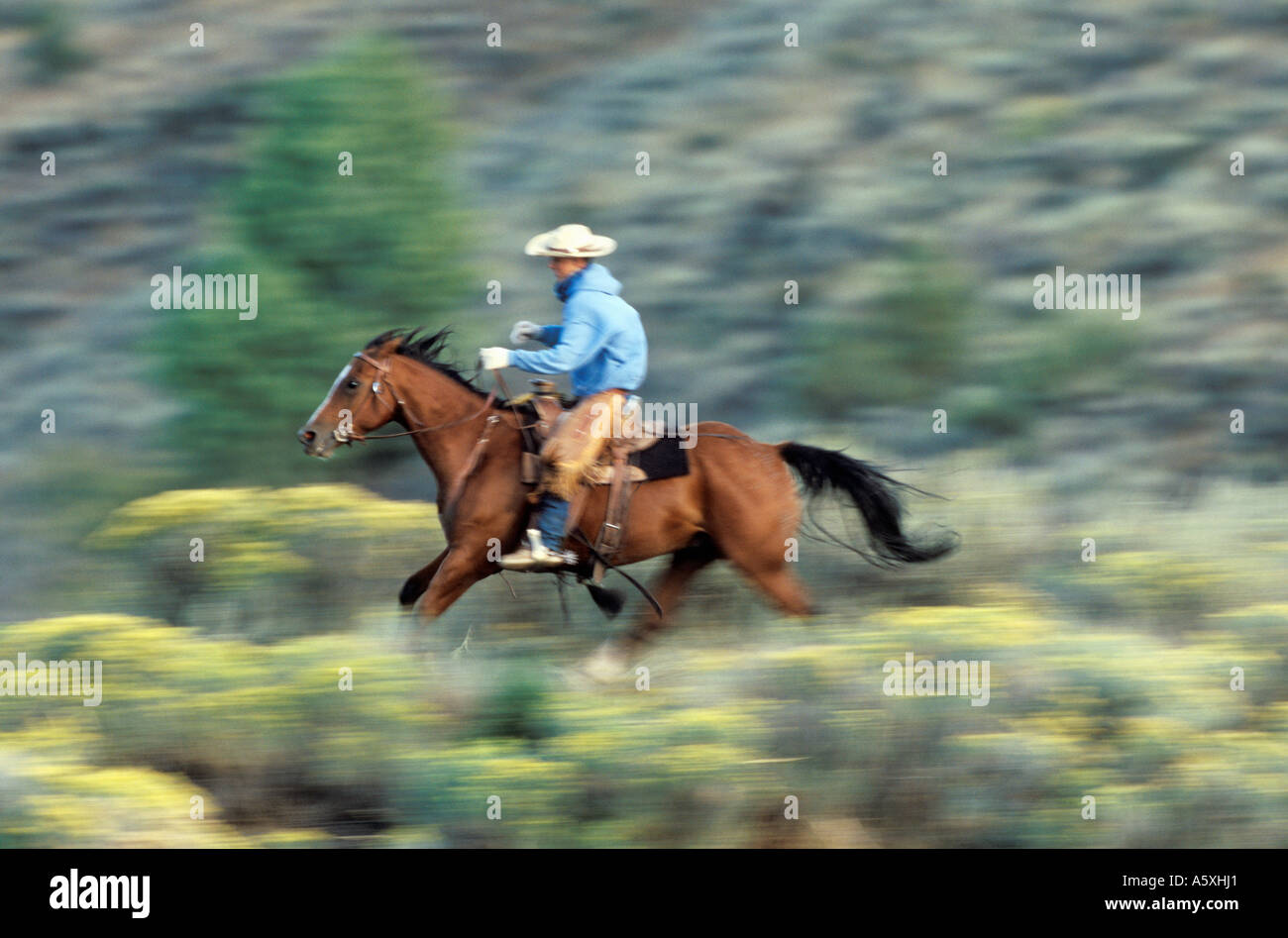 Cowboy a cavallo attraverso sagebrush moto sfocata Oregon USA Foto Stock