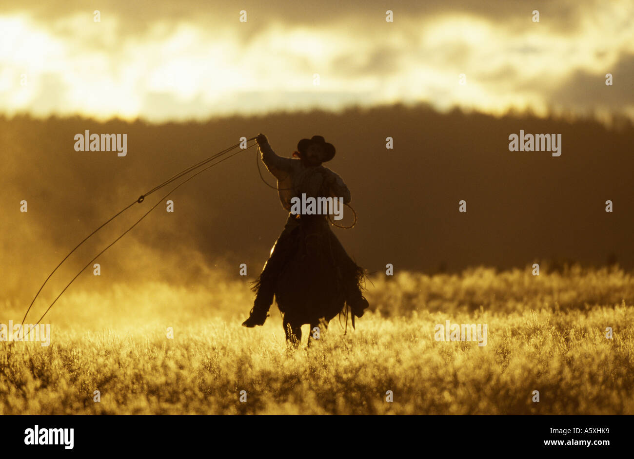 Cowboy usando lazo al tramonto Oregon USA Foto Stock