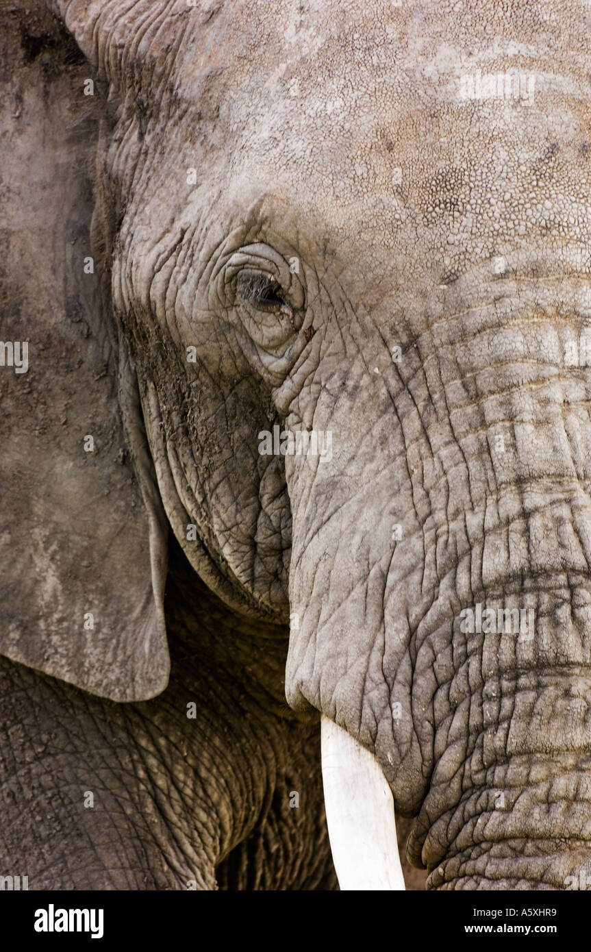 Primo piano dell' elefante africano faccia Kenya Foto Stock