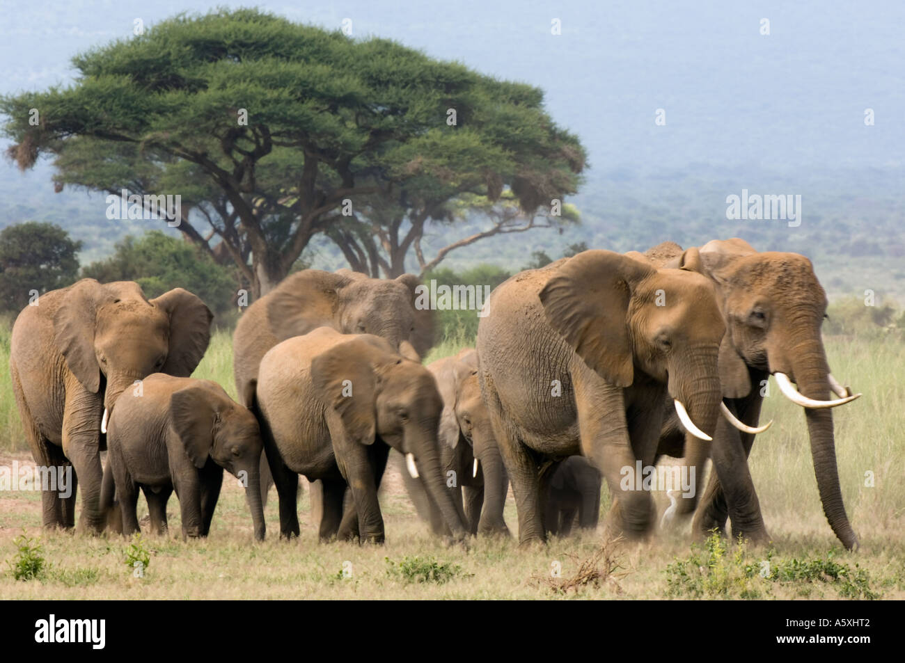 Branco di elefanti africani del Parco Nazionale Amboseli Kenya moto sfocata Foto Stock