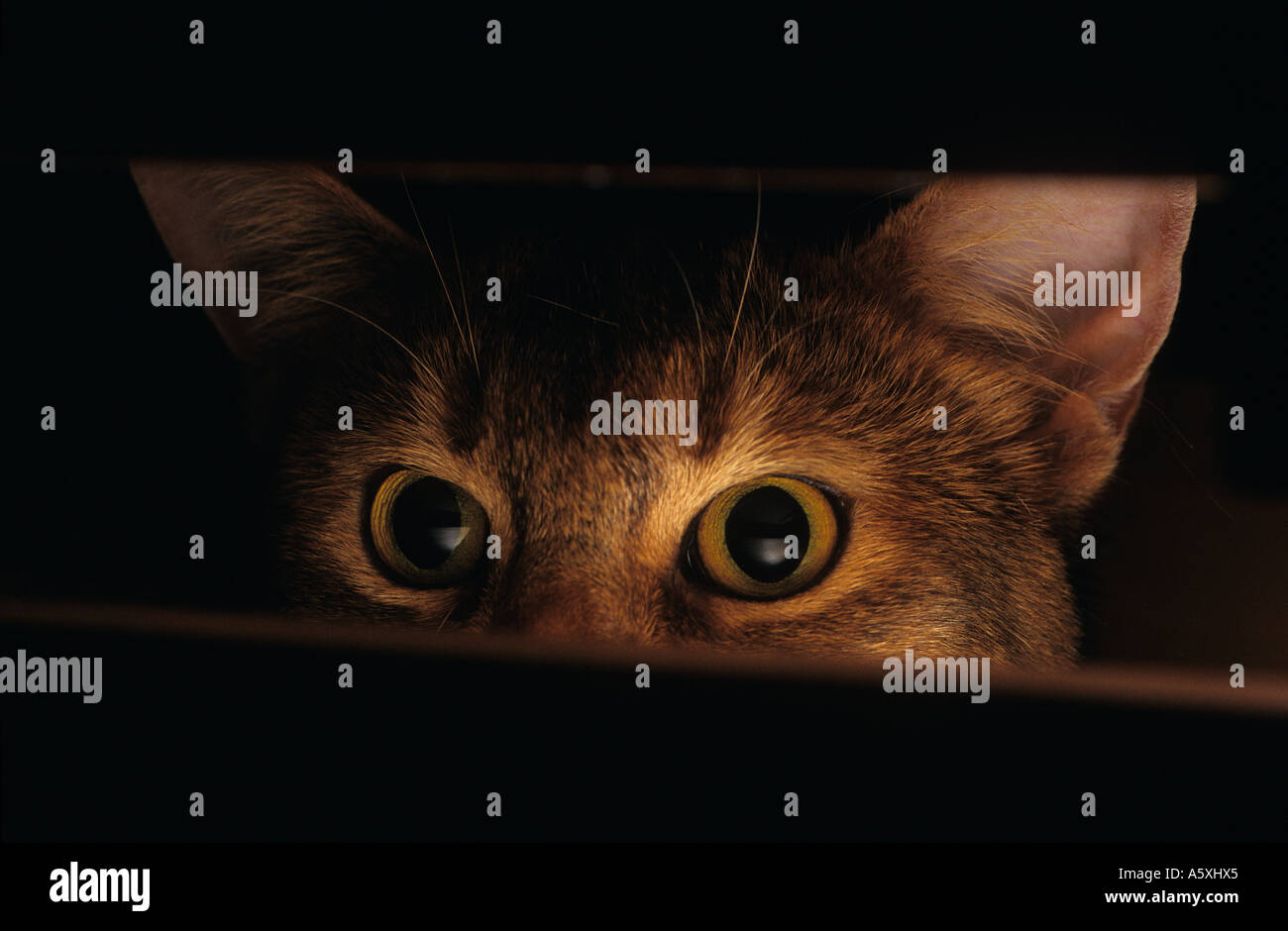 Gatto femmina il gioco con una pelle (Cat il gioco con un cieco). Chat à l'affût. Foto Stock