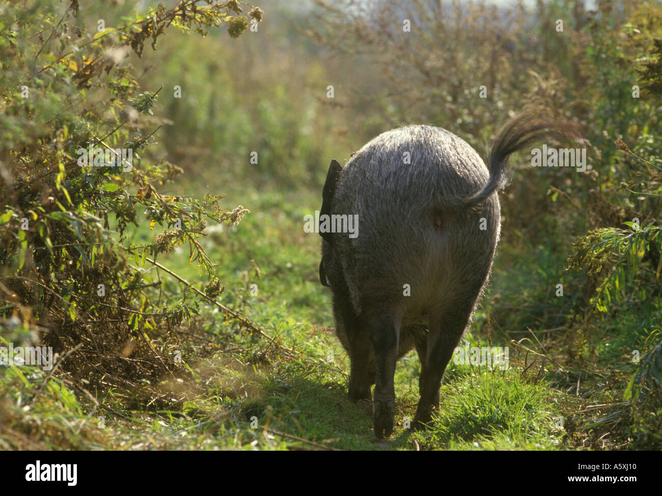 Poliziotto Herr Werner Franke chi guarda dopo Louise un farmaco fiutando fuori Hog Niedersachsen Germania HOMER SYKES Foto Stock