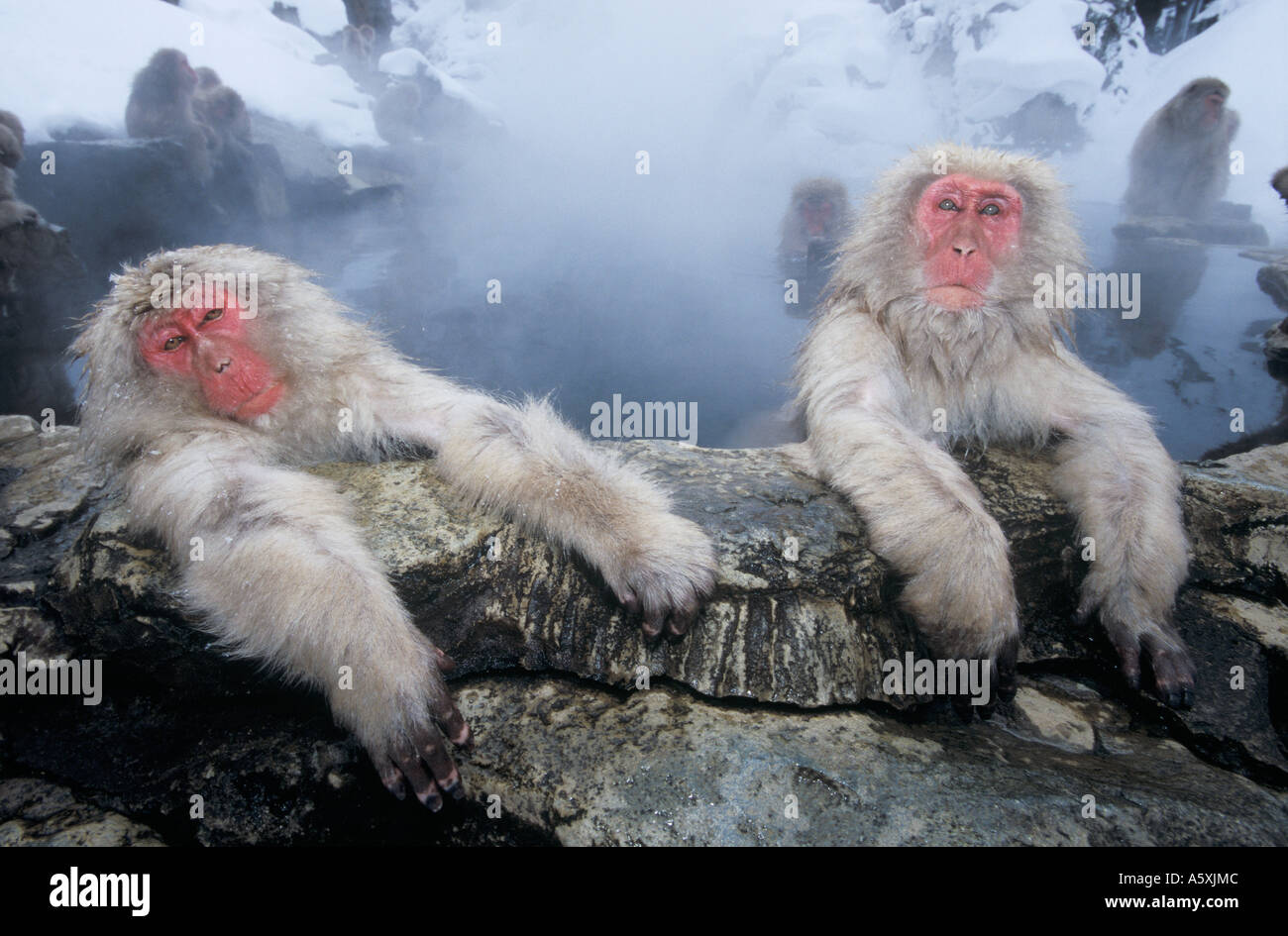 Neve le scimmie in Hot Springs Jigokudani Honshu Giappone Foto Stock