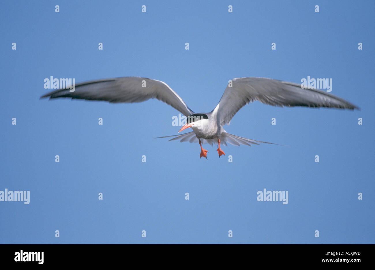 White cheeked tern in volo Bahrain Golfo Arabico Foto Stock