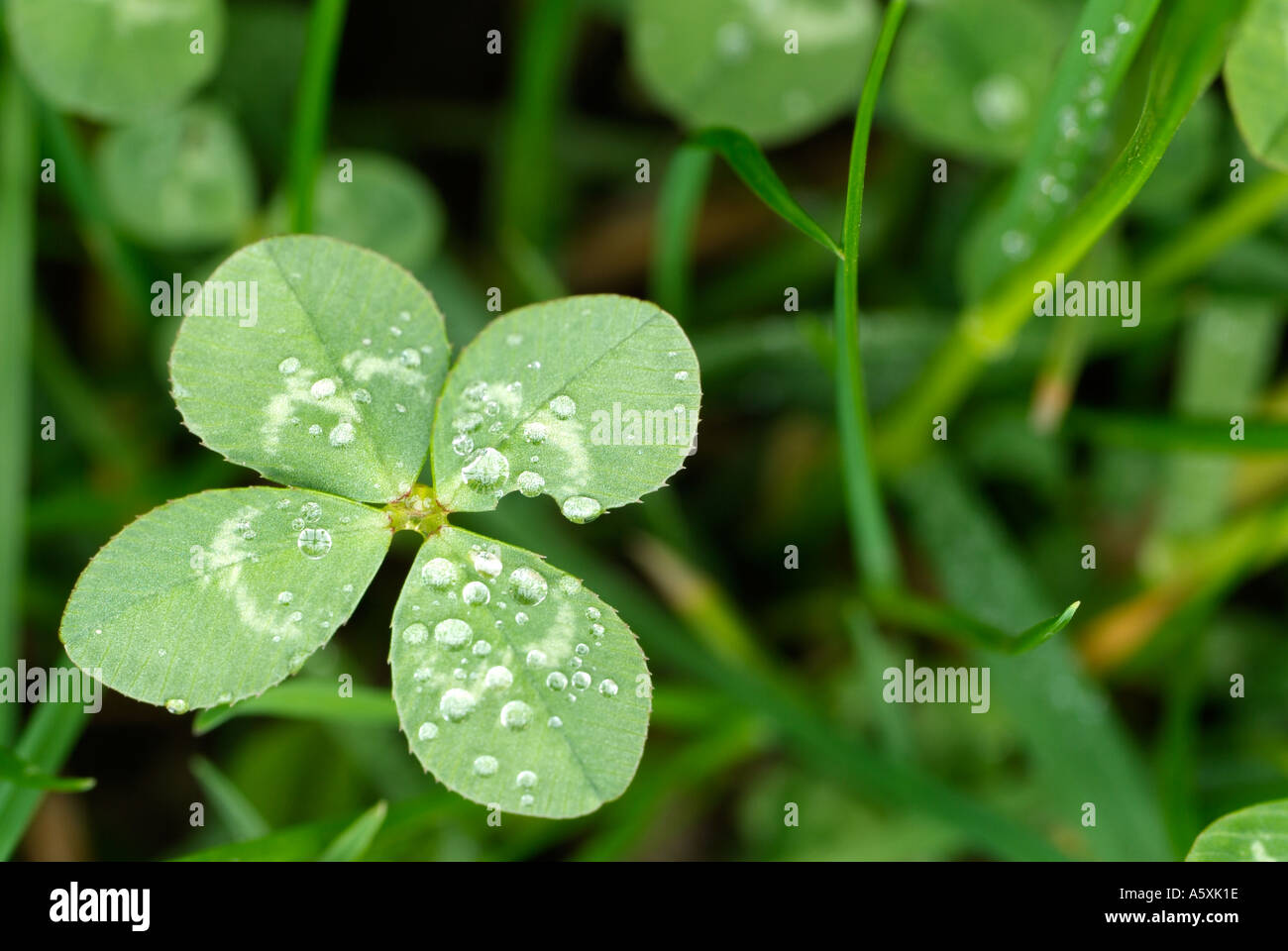 Quattro Leaf Clover Foto Stock