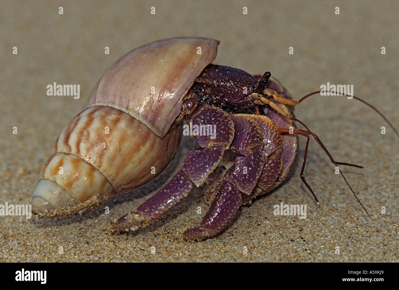 Un eremita granchi (Pagurus bernhardus). Lo Sri Lanka. Bernard l'ERMITE (Pagurus bernhardus). Lo Sri Lanka. Foto Stock