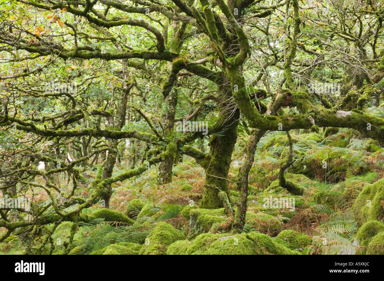 Legno Wistmans in estate un recedono bosco di querce nel Devon Regno Unito Foto Stock