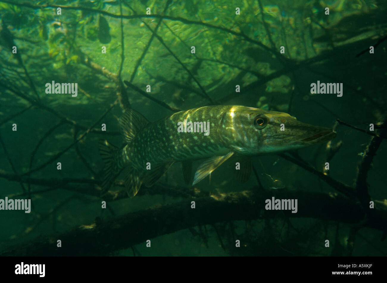 A nord del luccio (Esox lucius) in il Tazenat lago vulcanico (Francia). Brochet (Esox lucius) dans le Gour de Tazenat (Francia) Foto Stock