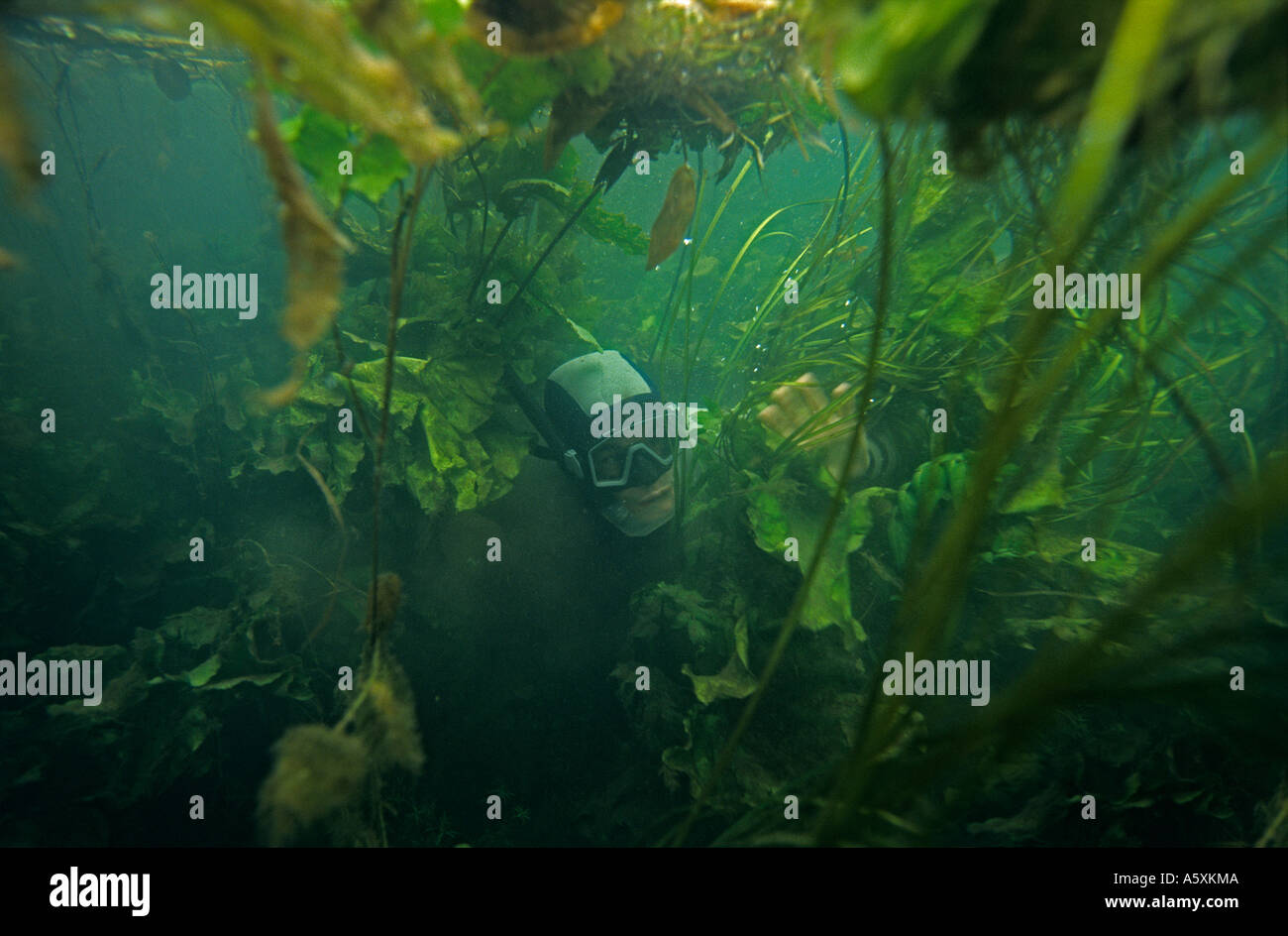 Un movimento snorkeller circa le piante acquatiche (Francia). Plongeur Sous-marin (apnéiste) évoluant au milieu de Plantes aquatiques. Foto Stock