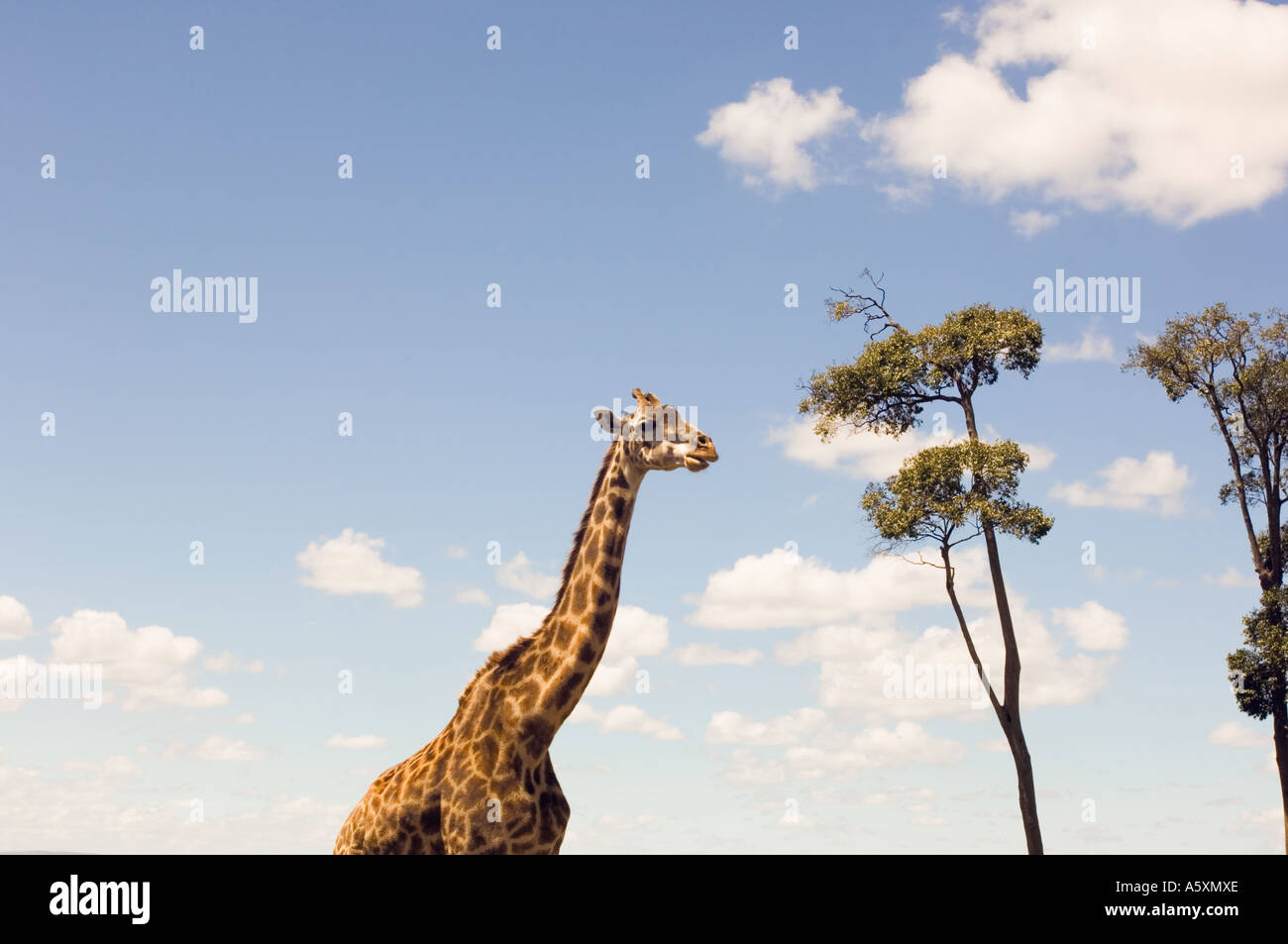 La giraffa vista da sotto il Masai Mara National Park in Kenya Foto Stock