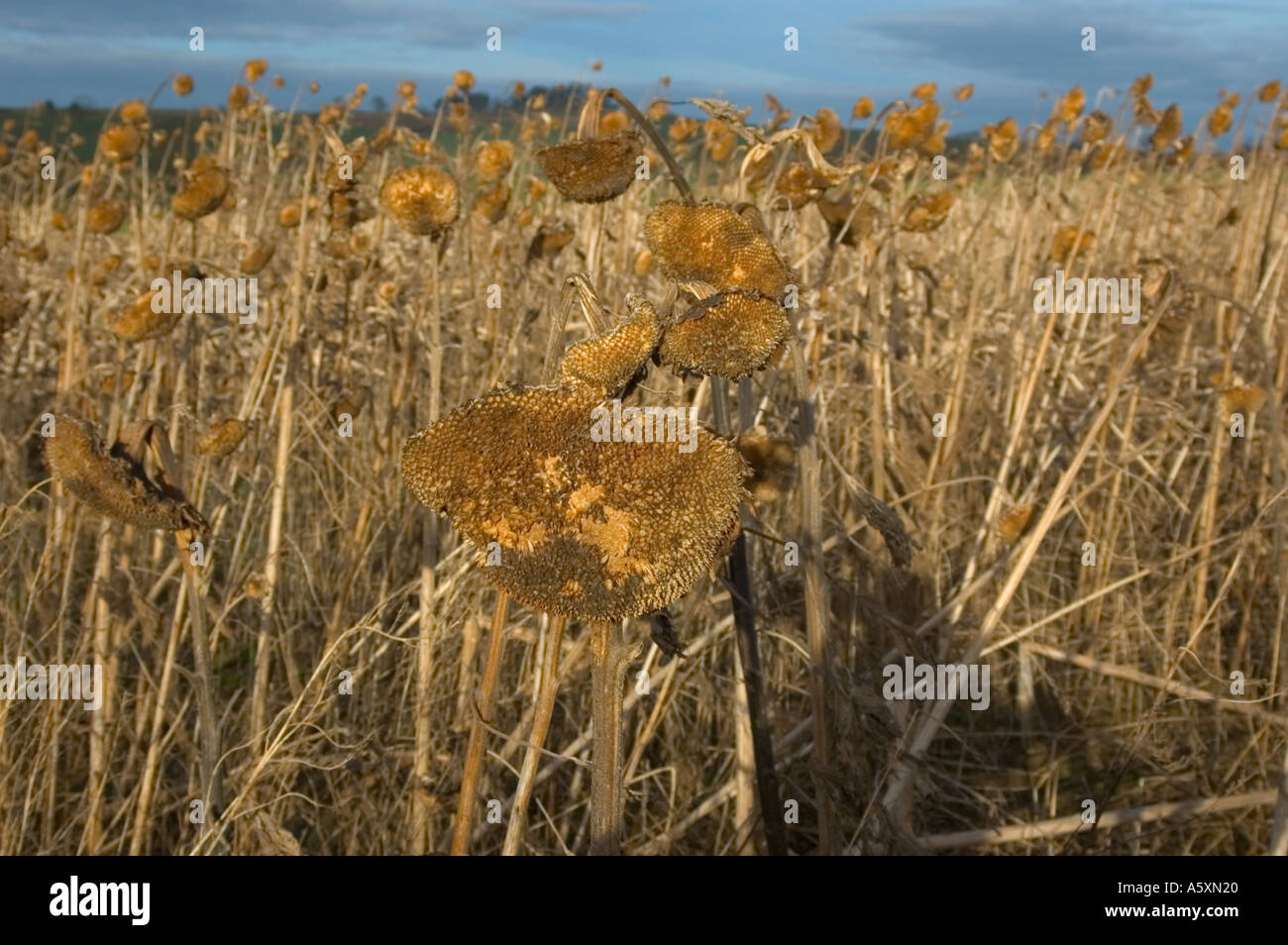 Girasoli morti Foto Stock