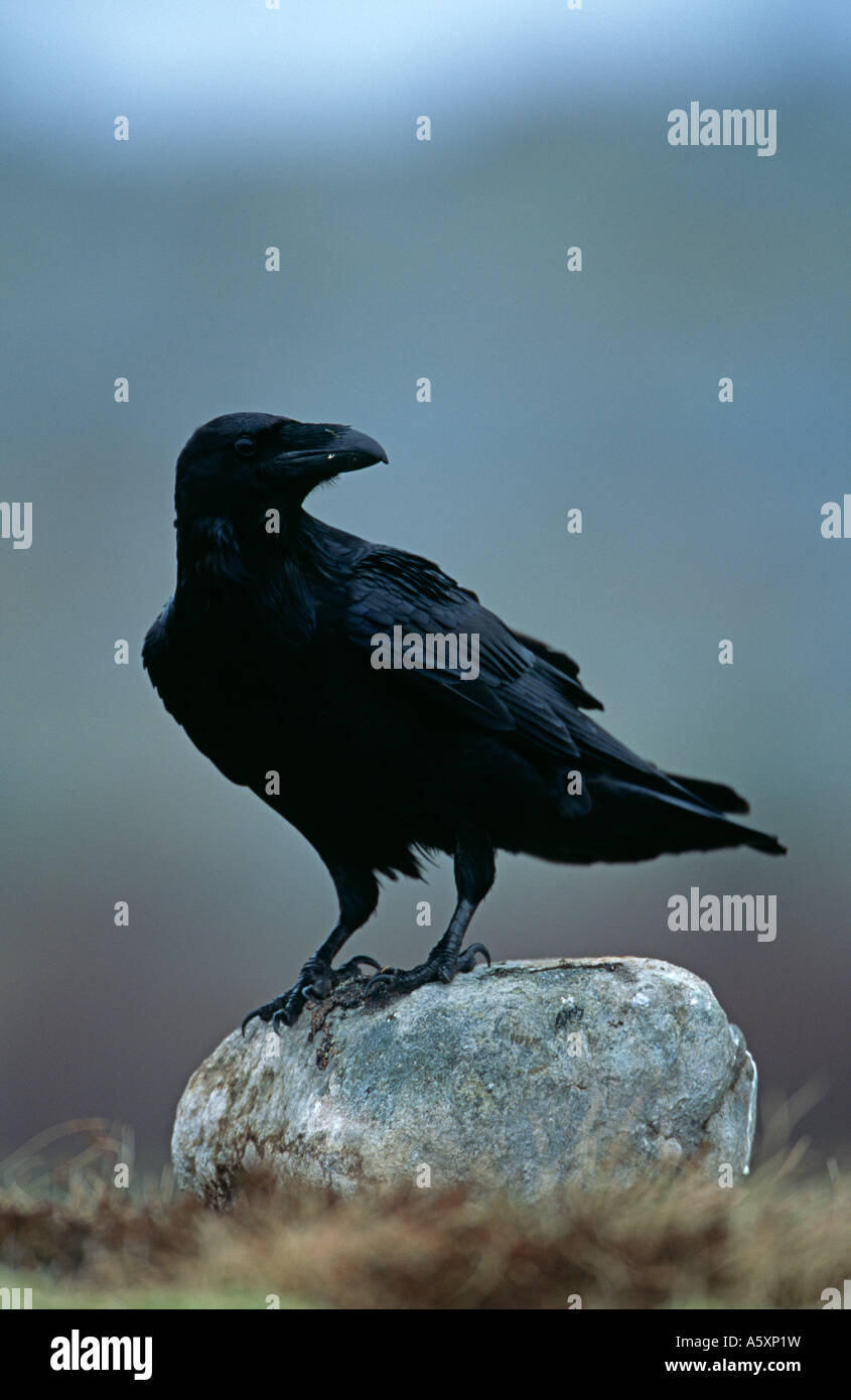 Raven sul look out sulla sommità di un masso. Foto Stock