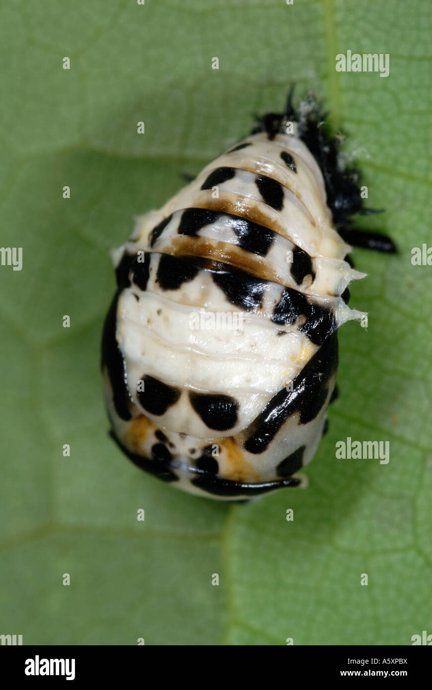 Pupa di Asian coccinella ladybird beetle Foto Stock